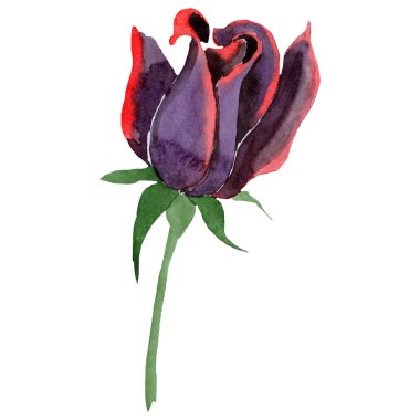 Suluboya siyah gül çiçek. Botanik çiçek. İzole illüstrasyon öğesi. Arka plan, doku, sarıcı desen, çerçeve veya kenarlık için Aquarelle kır çiçeği.