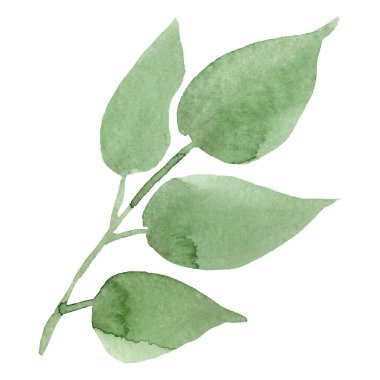 Suluboya yaprak siyah gül. Botanik çiçek. İzole illüstrasyon öğesi. Arka plan, doku, sarıcı desen, çerçeve veya kenarlık için Aquarelle kır çiçeği.