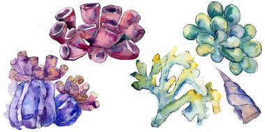 Renkli su sualtı doğa mercan kayalığı. Tropikal bitki deniz ve okyanus su hayat öğesi. 