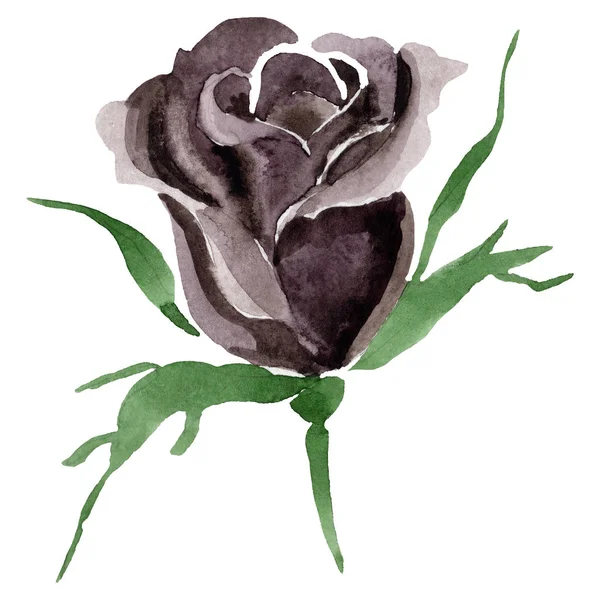 Aquarell Schwarze Rose Blume Blütenbotanische Blume Isoliertes Illustrationselement Aquarell Wildblume — Stockfoto