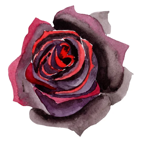 Aquarell Schwarze Rose Blume Blütenbotanische Blume Isoliertes Illustrationselement Aquarell Wildblume — Stockfoto