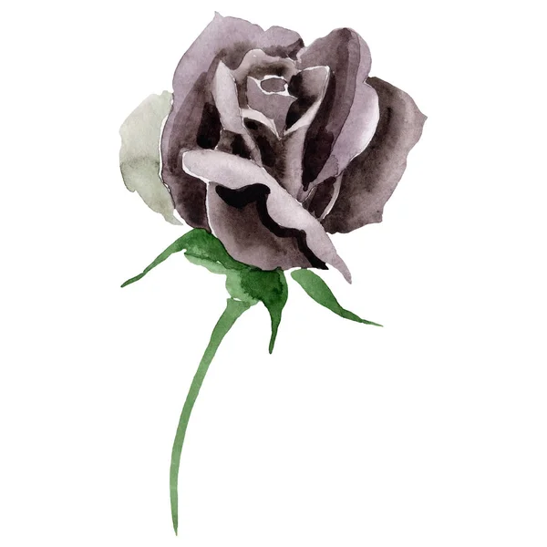 Akwarela Czarny Kwiat Róży Botaniczny Kwiat Kwiatowy Element Ilustracja Białym — Zdjęcie stockowe