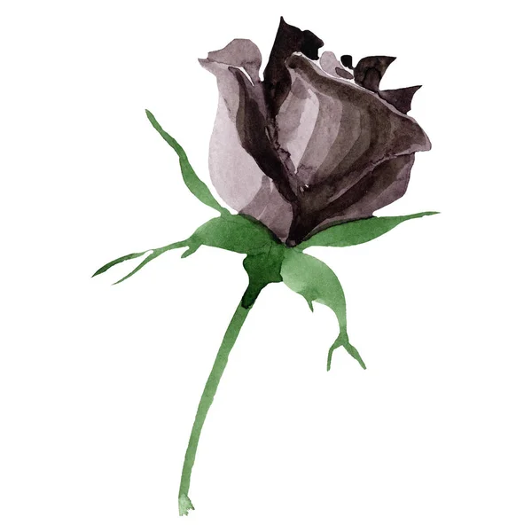 Akvarell Fekete Rózsa Virág Virágos Botanikai Virág Elszigetelt Ábra Elemet — Stock Fotó