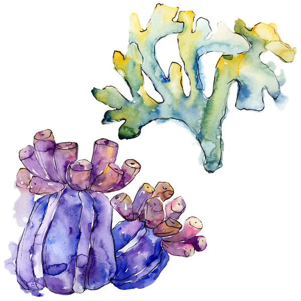 Πολύχρωμα Υδρόβια Υποβρύχια Φύση Κοραλλιογενή Ύφαλο Τροπικό Φυτό Θάλασσα Και — Φωτογραφία Αρχείου