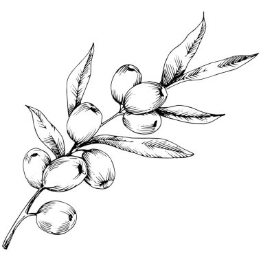 İğde bitki vektör simgesi beyaz arka plan üzerinde. Arka plan, doku, sarıcı desen, çerçeve veya kenarlık için vektör çiçek.