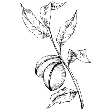 Badem izole bir vektör tarzı. solated resimde öğesi. Bitki tam adı: badem. Arka plan, doku, sarıcı desen, çerçeve veya kenarlık için vektör çiçek.