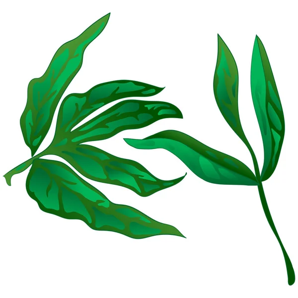 Gröna Blad Pion Vektor Stil Isolerade Leaf Växt Botaniska Trädgård — Stock vektor