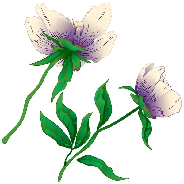 Peonía Blanca Flor Silvestre Estilo Vectorial Aislado Nombre Completo Planta — Vector de stock