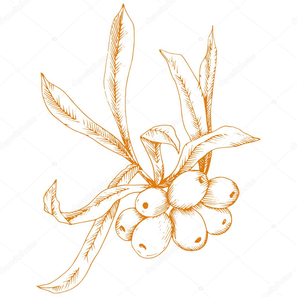 Orange hippophae plant. Vector icon on white background. Vector flower for background, texture, wrapper pattern, frame or border.