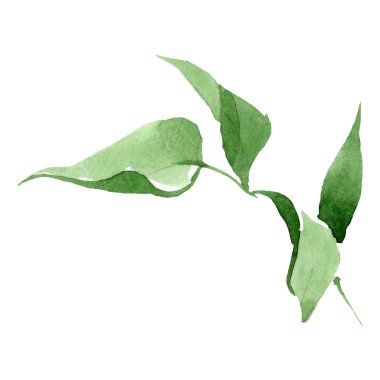 Sulu boya yeşil yaprak Şakayık Çiçeği. Botanik çiçek. İzole illüstrasyon öğesi. Arka plan, doku, sarıcı desen, çerçeve veya kenarlık için Aquarelle kır çiçeği.
