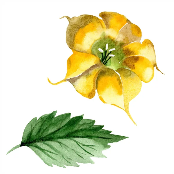 Акварель Бругмансия Желтые Цветы Цветочный Ботанический Цветок Изолированный Элемент Иллюстрации — стоковое фото