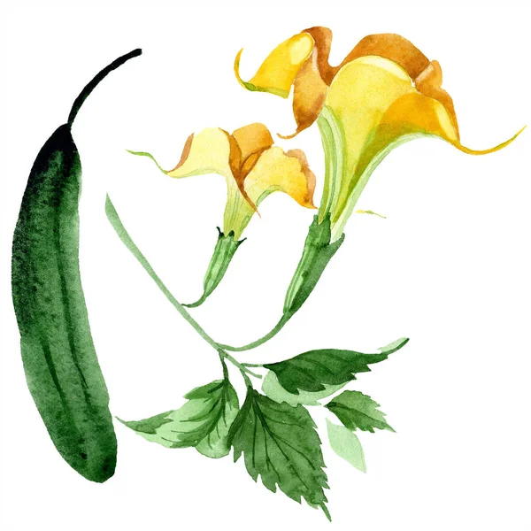 Brugmansiya 黄色的花朵 花卉植物花 独立的插图元素 包装图案 框架或边框的水彩画野花 — 图库照片