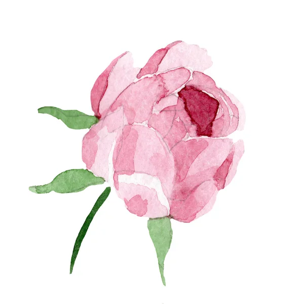 Acquerello Fiore Peonia Rosa Fiore Botanico Floreale Elemento Illustrazione Isolato — Foto Stock