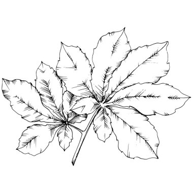 Vektör sonbahar kestane bitki ve yaprakları. Yaprak bitki botanik bahçe çiçek yaprakları. İzole illüstrasyon öğesi. Arka plan, doku, sarıcı desen, çerçeve veya sınır vektör yaprak.