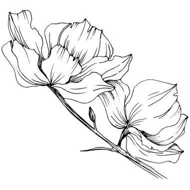 Vektör orkide çiçek. Botanik çiçek. İzole illüstrasyon öğesi. Arka plan, doku, sarıcı desen, çerçeve veya kenarlık için Aquarelle kır çiçeği.