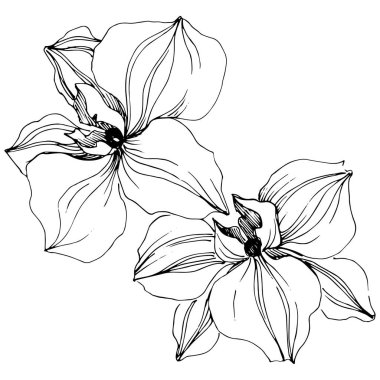 Vektör orkide çiçek. Botanik çiçek. İzole illüstrasyon öğesi. Arka plan, doku, sarıcı desen, çerçeve veya kenarlık için Aquarelle kır çiçeği.