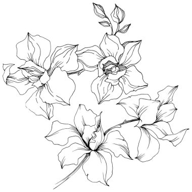 Vektör orkide çiçek. Botanik çiçek. İzole illüstrasyon öğesi. Arka plan, doku, sarıcı desen, çerçeve veya kenarlık için Aquarelle kır çiçeği.