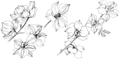 Vektör orkide çiçek. Botanik çiçek. İzole illüstrasyon öğesi. Arka plan, doku, sarıcı desen, çerçeve veya kenarlık için Aquarelle kır çiçeği.