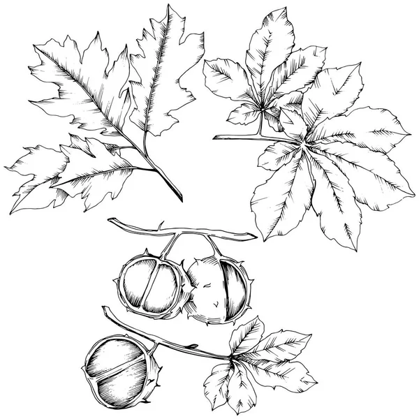 식물과 나뭇잎 식물원 단풍입니다 요소입니다 프레임 테두리에 — 스톡 벡터