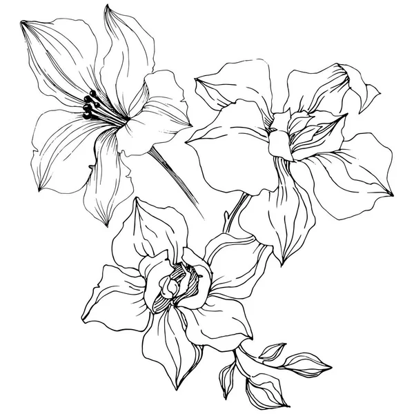 Цветок Векторных Орхидей Цветочный Ботанический Цветок Изолированный Элемент Иллюстрации Aquarelle — стоковый вектор
