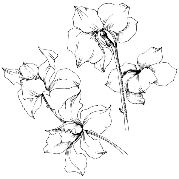 Fleurs Vectorielles Orchidée Fleur Botanique Florale Élément Illustration Isolé Aquarelle — Image vectorielle