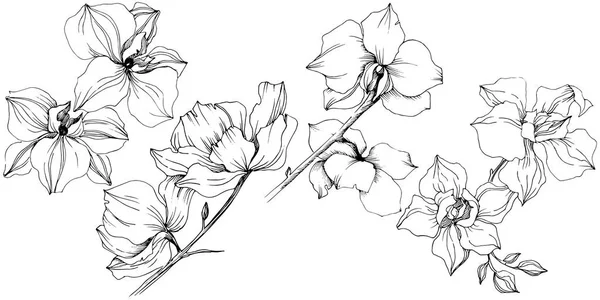 矢量兰花花 花卉植物花 独立的插图元素 包装图案 框架或边框的水彩画野花 — 图库矢量图片