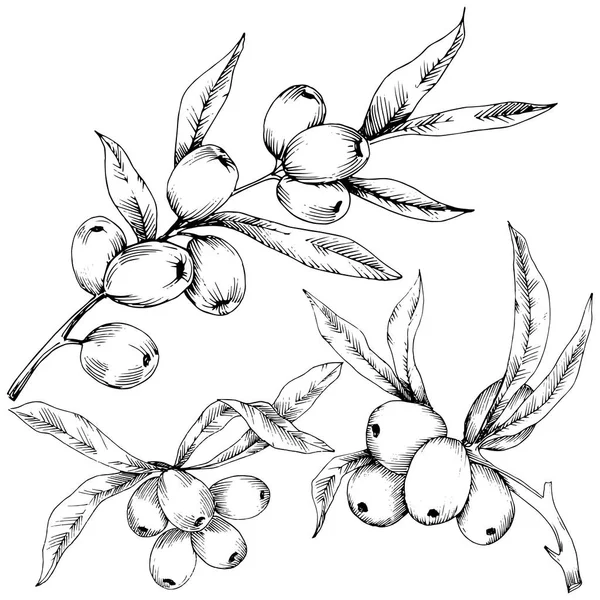 Icône Vectorielle Plante Hippophae Sur Fond Blanc Fleur Vectorielle Pour — Image vectorielle