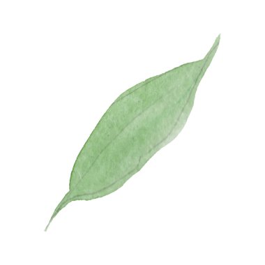 Sulu boya yeşil yaprak Şakayık Çiçeği. Botanik çiçek. İzole illüstrasyon öğesi. Arka plan, doku, sarıcı desen, çerçeve veya kenarlık için Aquarelle kır çiçeği.