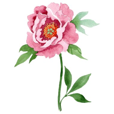 Sulu boya pembe şakayık çiçeği. Botanik çiçek. İzole illüstrasyon öğesi. Arka plan, doku, sarıcı desen, çerçeve veya kenarlık için Aquarelle kır çiçeği.