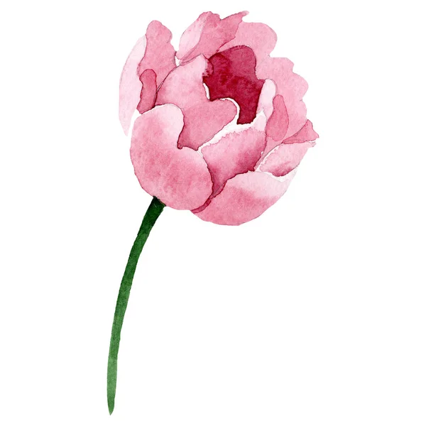 Aquarelle Rose Pivoine Fleur Fleur Botanique Florale Élément Illustration Isolé — Photo