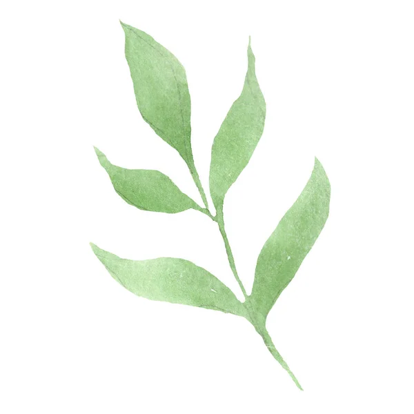 水彩绿叶牡丹花 花卉植物花 独立的插图元素 包装图案 框架或边框的水彩画野花 — 图库照片