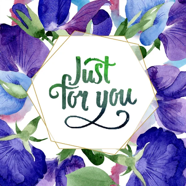 Suluboya mor tatlı bezelyem çiçek. Botanik çiçek. Çerçeve kenarlığı süsleme Meydanı. Arka plan, doku, sarıcı desen, çerçeve veya kenarlık için Aquarelle kır çiçeği.