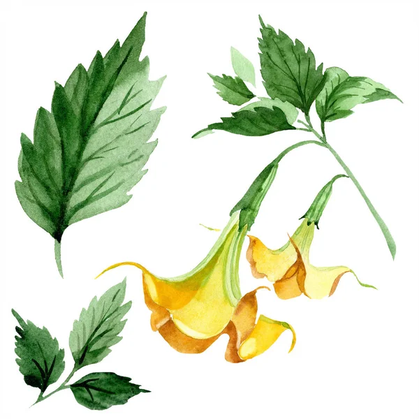 Акварель Бругмансия Желтые Цветы Цветочный Ботанический Цветок Изолированный Элемент Иллюстрации — стоковое фото
