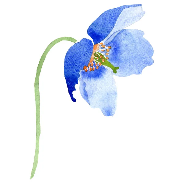 水彩群青罂粟花 花卉植物花 独立的插图元素 包装图案 框架或边框的水彩画野花 — 图库照片
