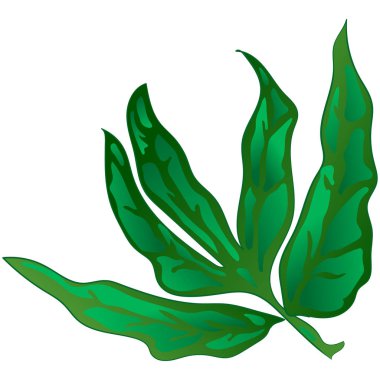 Şakayık izole bir vektör tarzı, yeşil yaprakları. Yaprak bitki botanik bahçe çiçek yaprakları. İzole illüstrasyon öğesi. Aquarelle yaprak için arka plan, doku, sarıcı desen, çerçeve veya kenarlık.