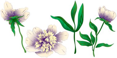 Kır çiçeği beyaz şakayık izole bir vektör tarzı. Bitki tam adı: şakayık. Arka plan, doku, sarıcı desen, çerçeve veya kenarlık için vektör çiçek.