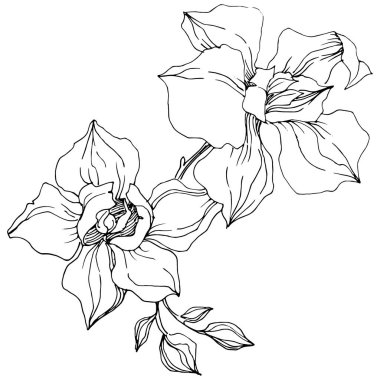 Vektör orkide çiçek. Botanik çiçek. İzole illüstrasyon öğesi. Arka plan, doku, sarıcı desen, çerçeve veya kenarlık için Aquarelle kır çiçeği.