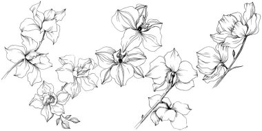 Vektör orkide çiçek. Botanik çiçek. İzole illüstrasyon öğesi. Arka plan, doku, sarıcı desen, çerçeve veya kenarlık için Aquarelle kır çiçeği.