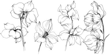 Vektör orkide çiçek. Botanik çiçek. İzole illüstrasyon öğesi. Arka plan, doku, sarıcı desen, çerçeve veya kenarlık için Aquarelle kır çiçeği.