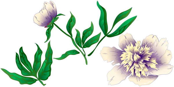 Peonía Blanca Flor Silvestre Estilo Vectorial Aislado Nombre Completo Planta — Archivo Imágenes Vectoriales