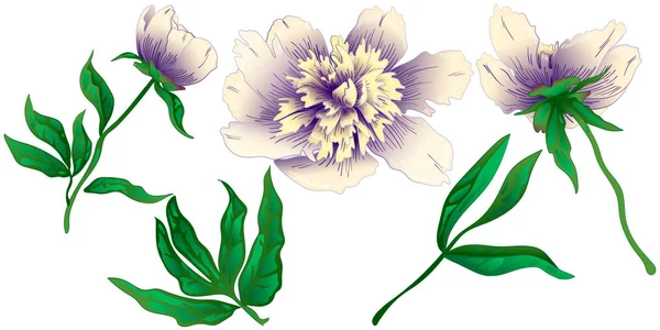 Peonía Blanca Flor Silvestre Estilo Vectorial Aislado Nombre Completo Planta — Archivo Imágenes Vectoriales