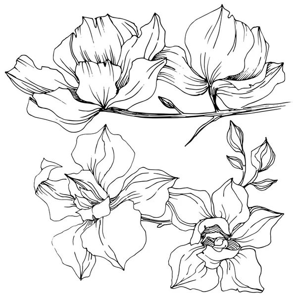 Fleurs Vectorielles Orchidée Fleur Botanique Florale Élément Illustration Isolé Aquarelle — Image vectorielle