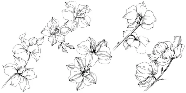 Vektor Orchidej Květina Květinové Botanické Květin Izolované Ilustrace Prvek Aquarelle — Stockový vektor