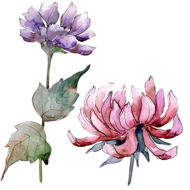 Sulu boya renkli aster çiçek. Botanik çiçek. İzole illüstrasyon öğesi. Arka plan, doku, sarıcı desen, çerçeve veya kenarlık için Aquarelle kır çiçeği.