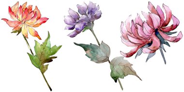 Sulu boya renkli aster çiçek. Botanik çiçek. İzole illüstrasyon öğesi. Arka plan, doku, sarıcı desen, çerçeve veya kenarlık için Aquarelle kır çiçeği.