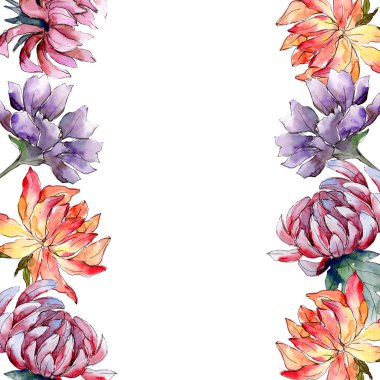 Sulu boya renkli aster çiçek. Botanik çiçek. Çerçeve kenarlığı süsleme Meydanı. Arka plan, doku, sarıcı desen, çerçeve veya kenarlık için Aquarelle kır çiçeği.