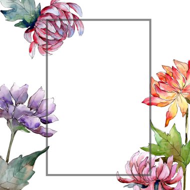 Sulu boya renkli aster çiçek. Botanik çiçek. Çerçeve kenarlığı süsleme Meydanı. Arka plan, doku, sarıcı desen, çerçeve veya kenarlık için Aquarelle kır çiçeği.