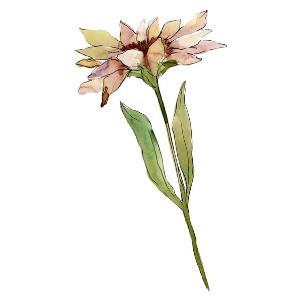 Aquarel Witte Aster Bloem Floral Botanische Bloem Geïsoleerde Illustratie Element — Stockfoto
