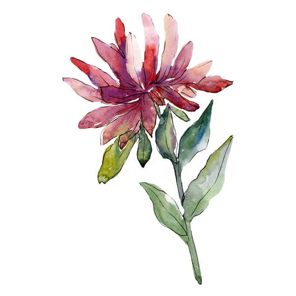 Acquerello Rosa Fiore Aster Fiore Botanico Floreale Elemento Illustrazione Isolato — Foto Stock