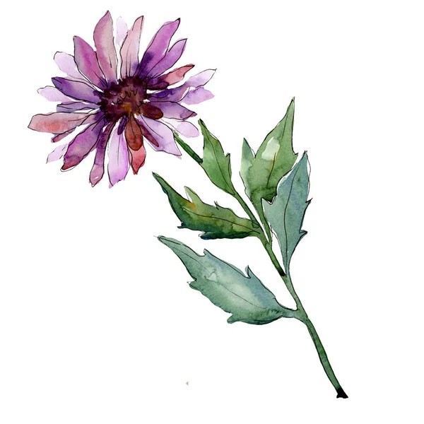 Acquerello Rosa Fiore Aster Fiore Botanico Floreale Elemento Illustrazione Isolato — Foto Stock